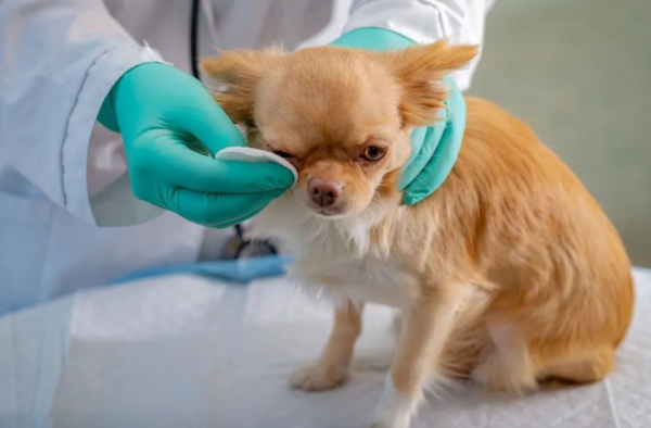 金牛配资 狗子进医院时在想啥？答案比你想的复杂