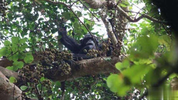 易操盘 派对动物？野生黑猩猩每日去森林“酒吧”吃含酒精果实